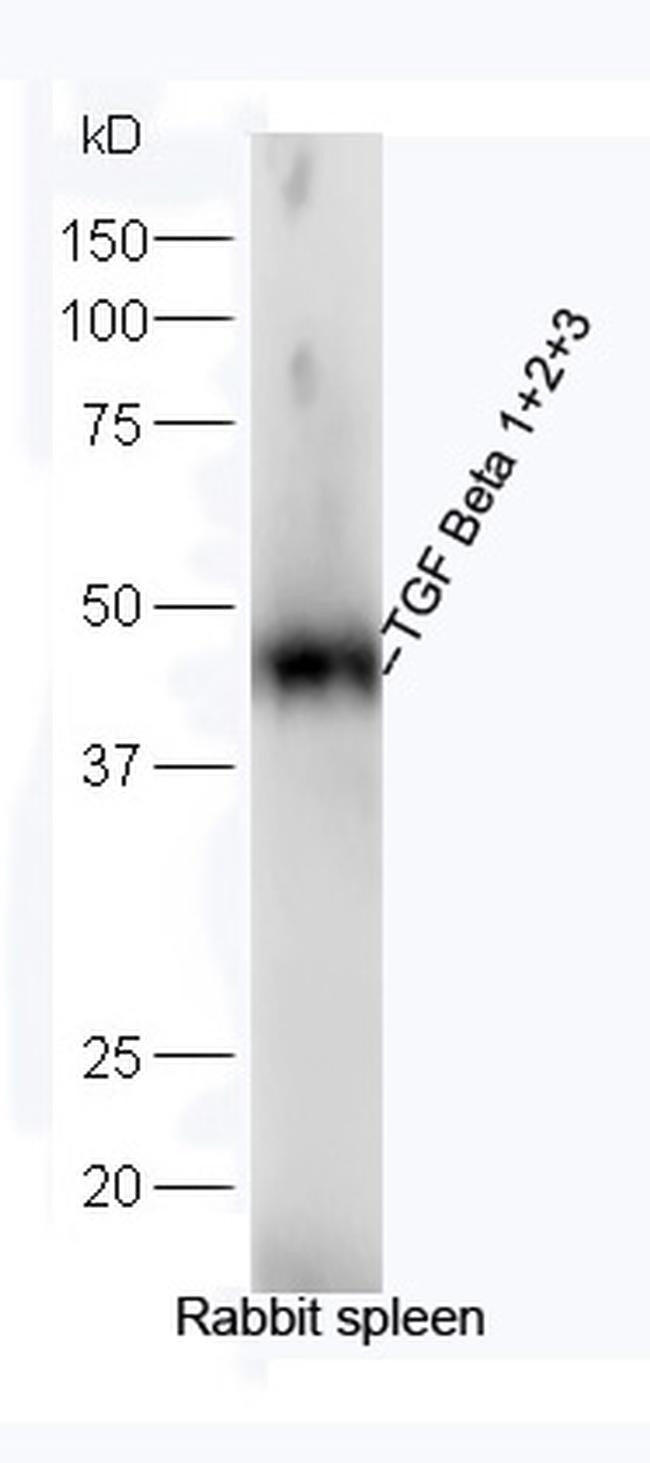 TGF Beta 1+2+3 Antibody in Western Blot (WB)