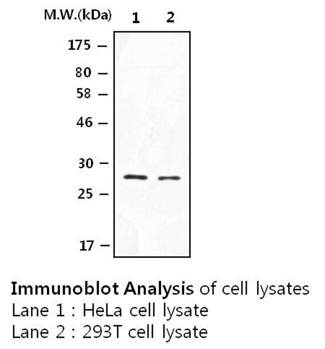 14-3-3 beta Antibody in Western Blot (WB)