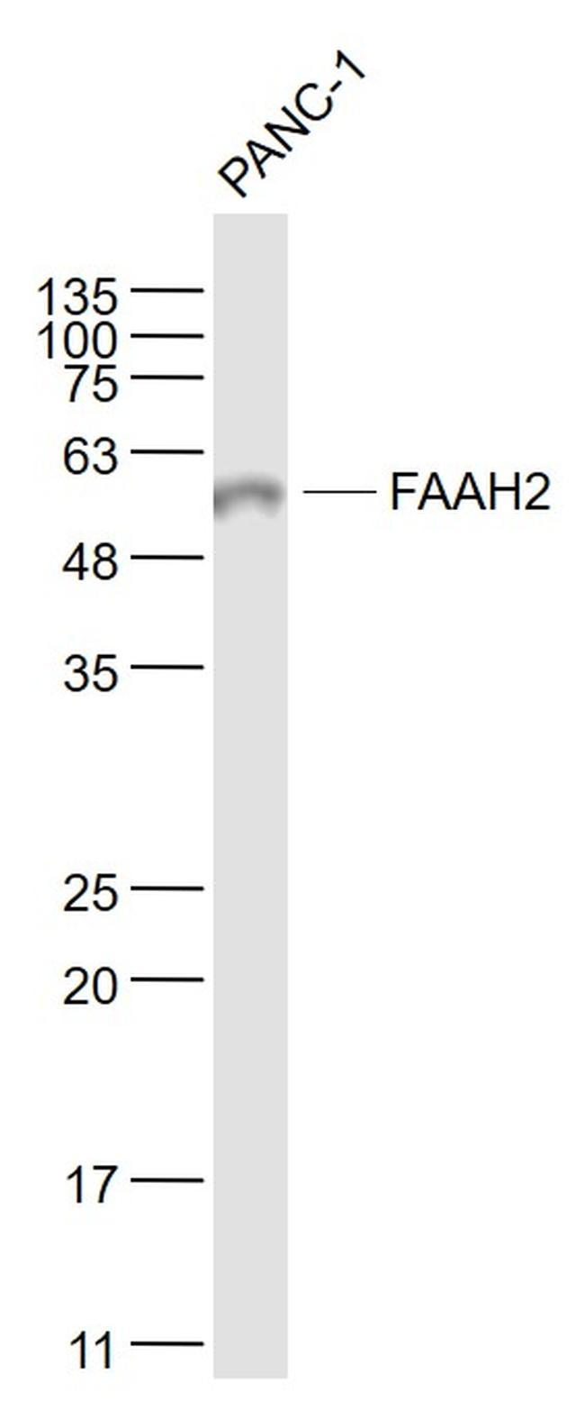 FAAH2 Antibody in Western Blot (WB)