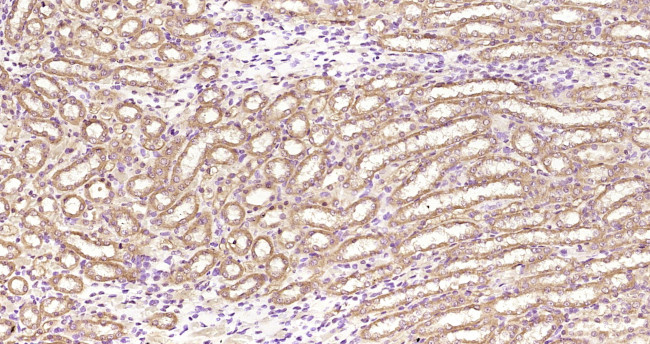 MSS1 Antibody in Immunohistochemistry (Paraffin) (IHC (P))