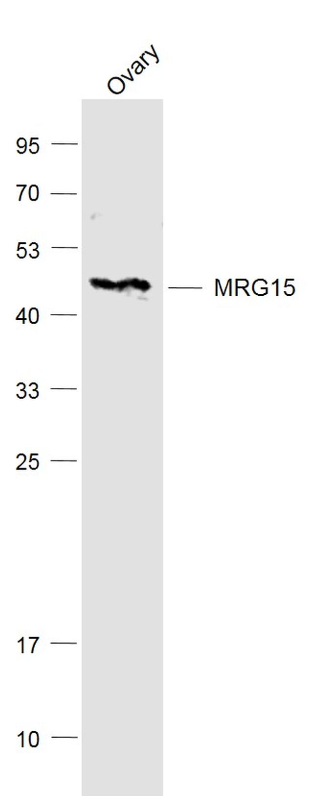 MRG15 Antibody in Western Blot (WB)
