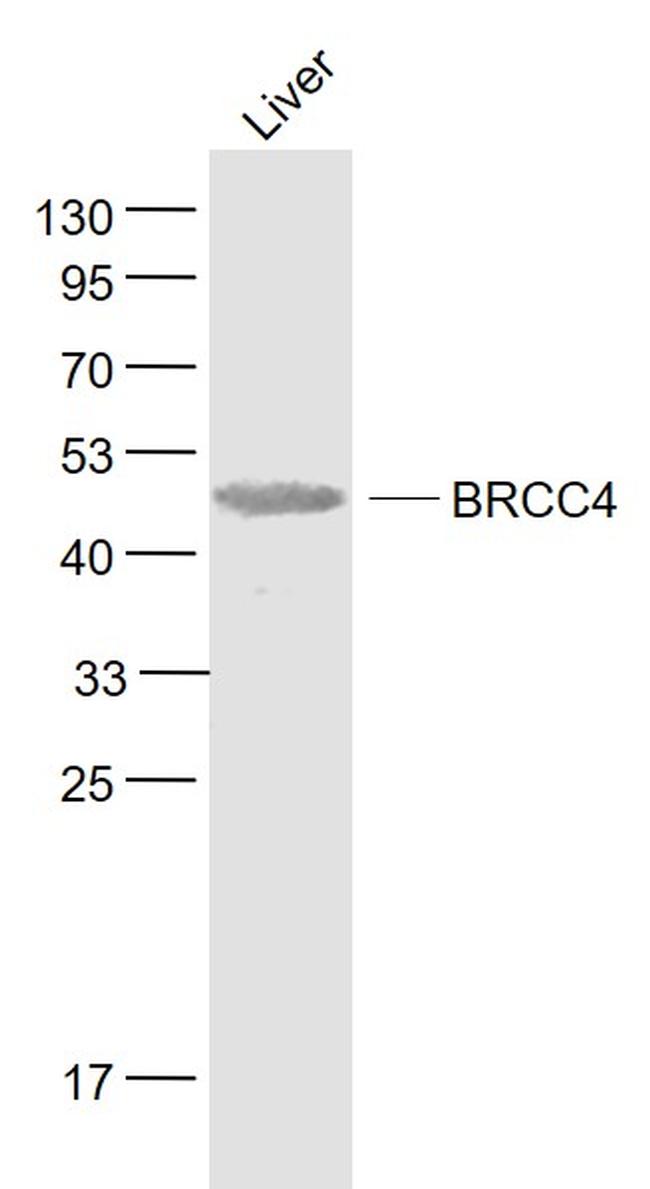 BRCC45 Antibody in Western Blot (WB)