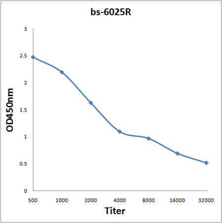 CA12 Antibody in ELISA (ELISA)