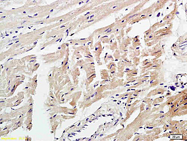 4 Hydroxynonenal Antibody in Immunohistochemistry (Paraffin) (IHC (P))