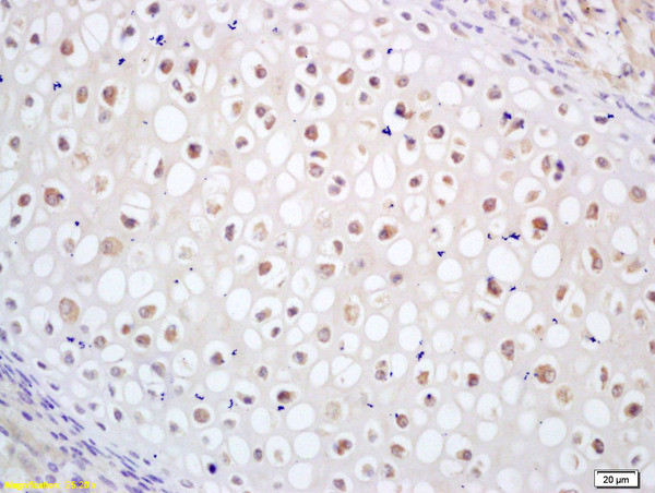 CDC14B Antibody in Immunohistochemistry (Paraffin) (IHC (P))