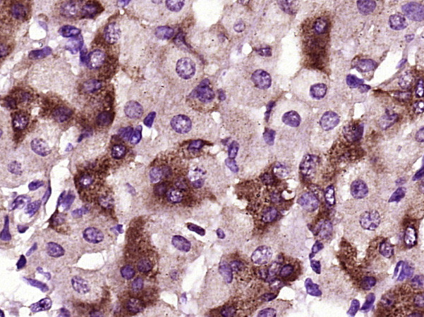 RNF128 Antibody in Immunohistochemistry (Paraffin) (IHC (P))