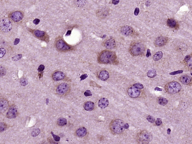 RNF128 Antibody in Immunohistochemistry (Paraffin) (IHC (P))