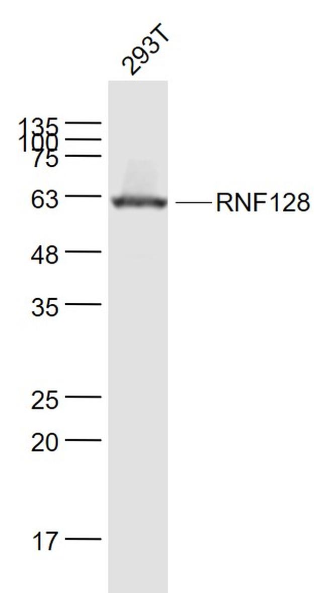 RNF128 Antibody in Western Blot (WB)