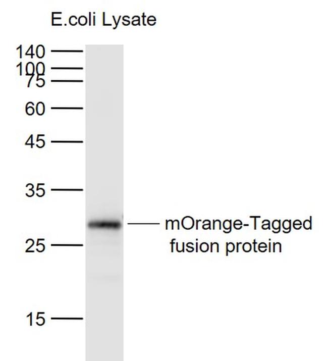 mOrange-Tag Antibody in Western Blot (WB)