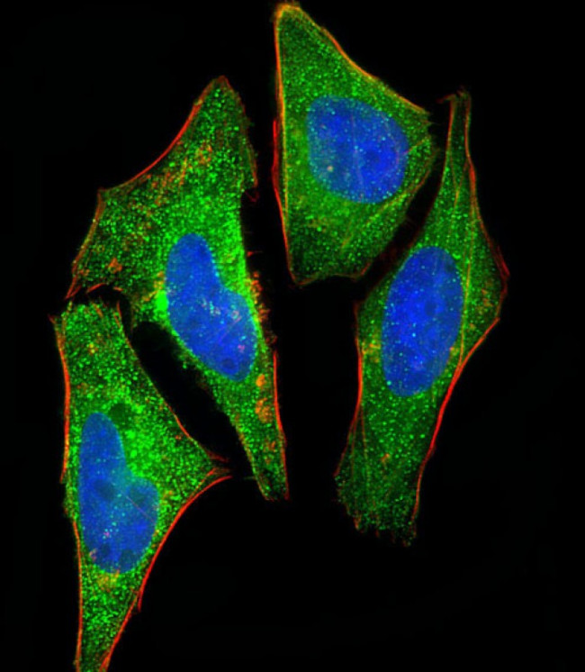 S100A2 Antibody in Immunocytochemistry (ICC/IF)