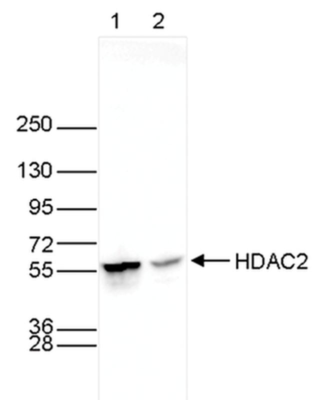 HDAC2 Antibody in Western Blot (WB)