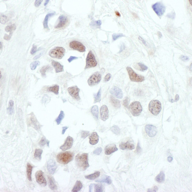 c-Jun Antibody in Immunohistochemistry (IHC)