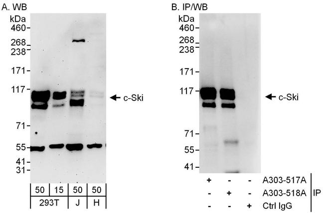 c-Ski Antibody in Western Blot (WB)