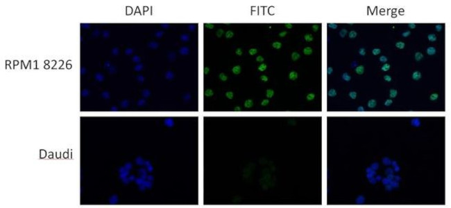 c-MAF Antibody in Immunocytochemistry (ICC/IF)