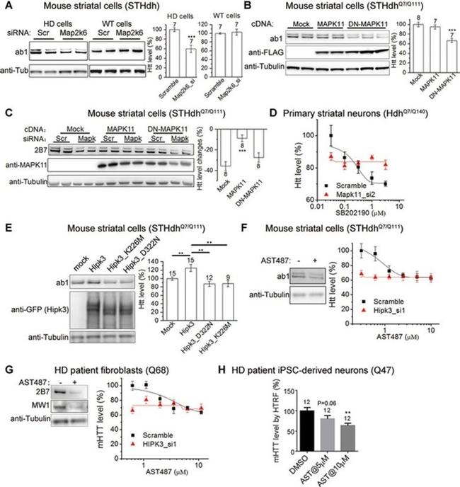 p38 MAPK beta Antibody in Western Blot (WB)