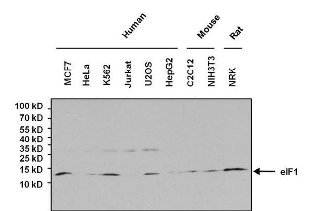 eIF1 Antibody in Western Blot (WB)