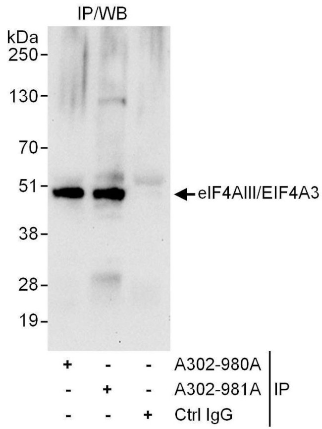 eIF4AIII/EIF4A3 Antibody in Immunoprecipitation (IP)