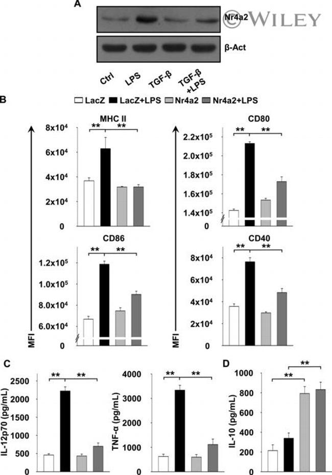 CD40 Antibody in Flow Cytometry (Flow)