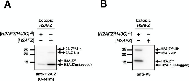 V5 Tag Antibody in Western Blot (WB)