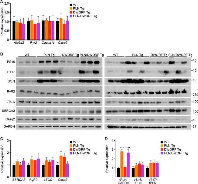 Calsequestrin Antibody in Western Blot (WB)