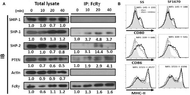 MHC Class II I-Ab Antibody in Flow Cytometry (Flow)