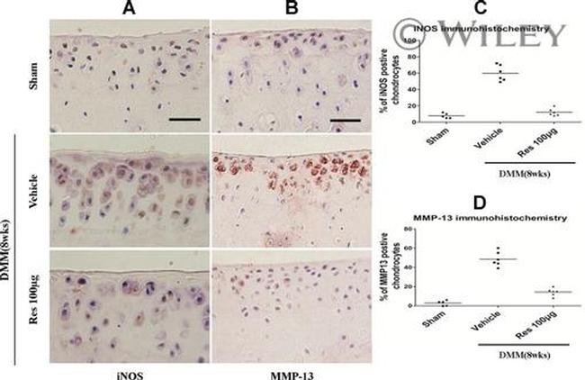 iNOS Antibody in Immunohistochemistry (Paraffin) (IHC (P))