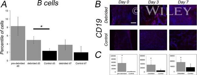 CD19 Antibody in Flow Cytometry (Flow)