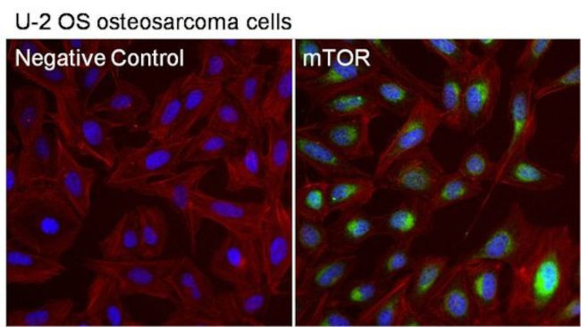 mTOR Antibody in Immunocytochemistry (ICC/IF)