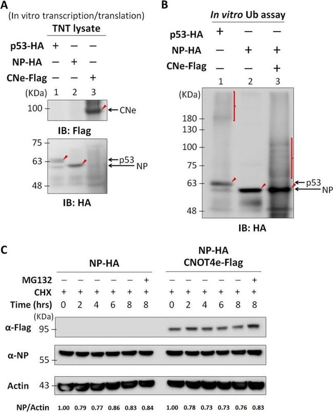 DYKDDDDK Tag Antibody in Western Blot (WB)