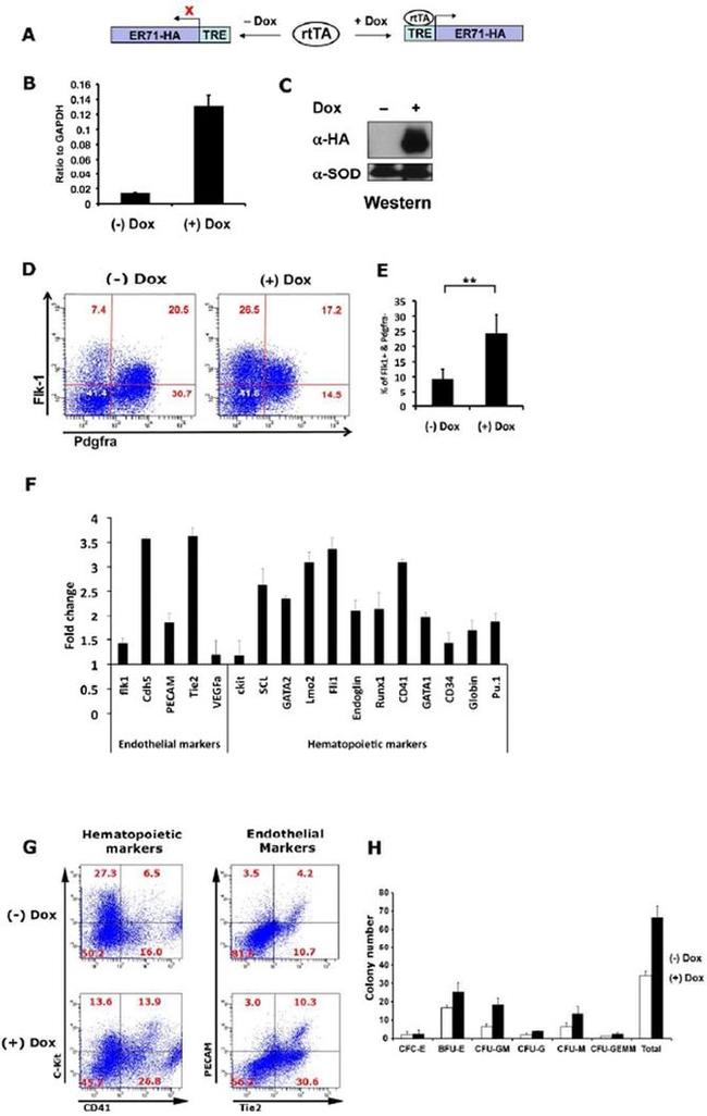 CD140a (PDGFRA) Antibody