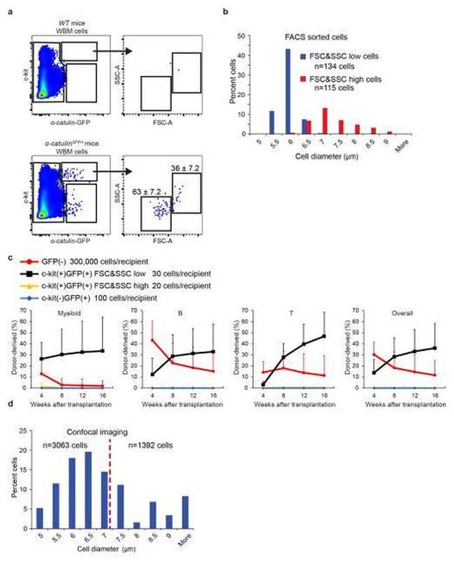 CD117 (c-Kit) Antibody in Flow Cytometry (Flow)