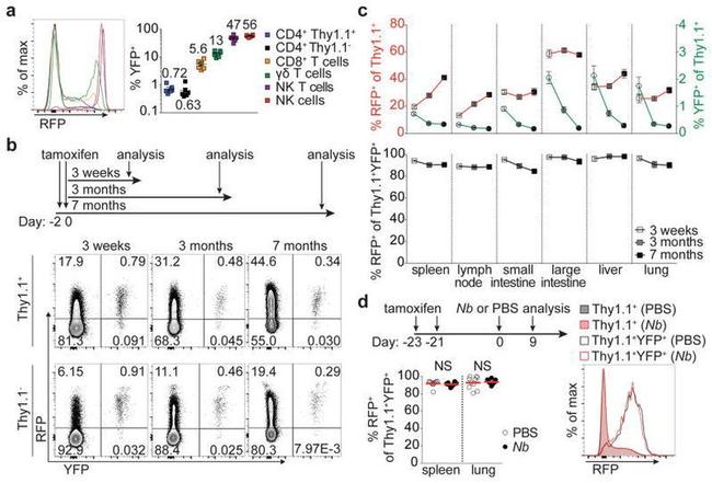 CD90.1 (Thy-1.1) Antibody in Flow Cytometry (Flow)