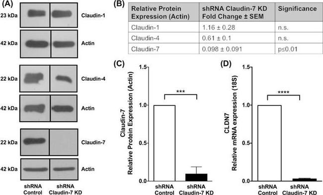 Claudin 7 Antibody in Western Blot (WB)