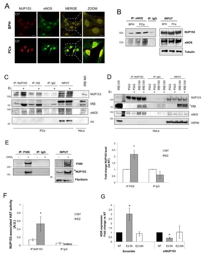 Fibrillarin Antibody in Western Blot (WB)