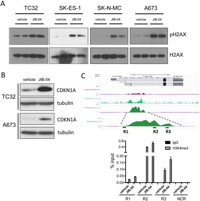 H3K4me3 Antibody in ChIP Assay (ChIP)