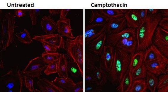 Phospho-CREB/ATF1 (Ser133, Ser63) Antibody in Immunocytochemistry (ICC/IF)