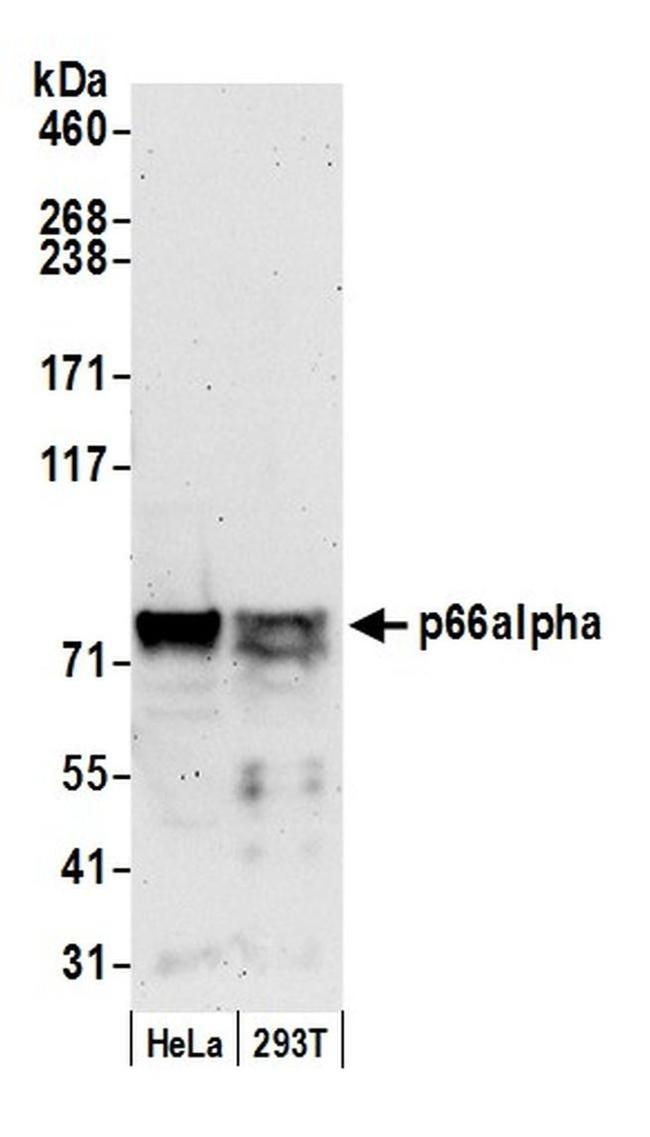 p66alpha Antibody in Western Blot (WB)