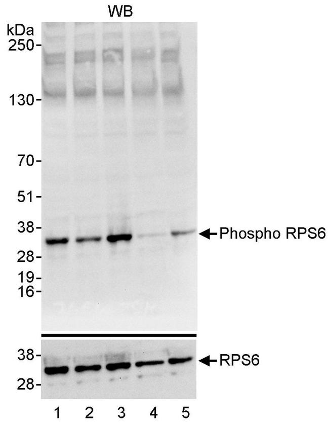 Phospho Rps6 Ser235 Ser236 Polyclonal Antibody A300 584a 5995
