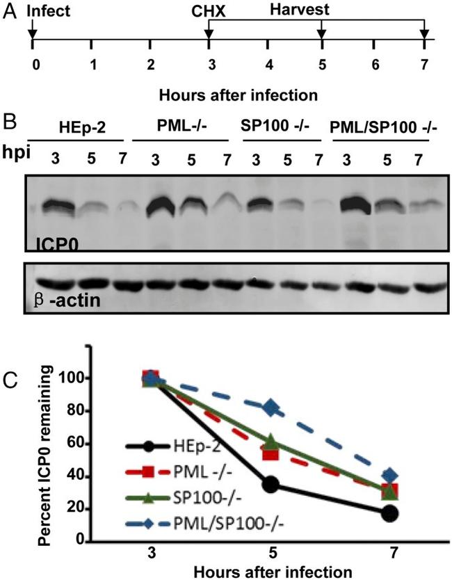 beta Actin Antibody in Western Blot (WB)