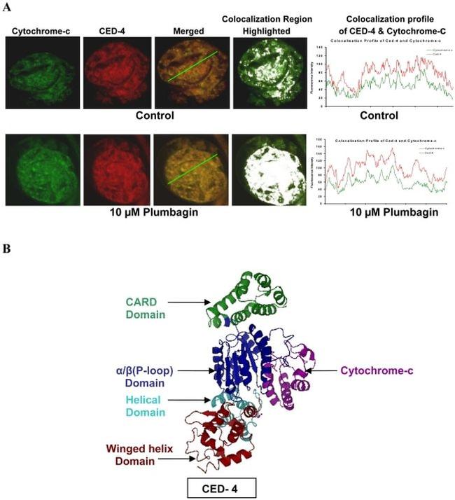 Cytochrome C Antibody in Immunohistochemistry (IHC)