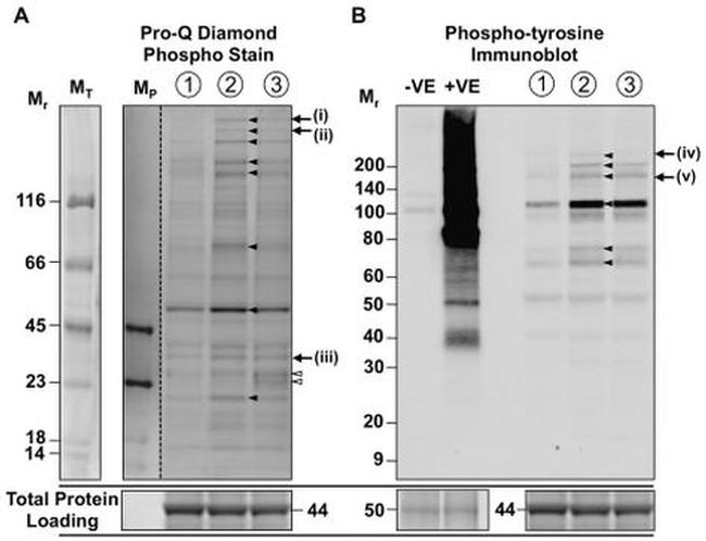 Phosphotyrosine Antibody in Western Blot (WB)