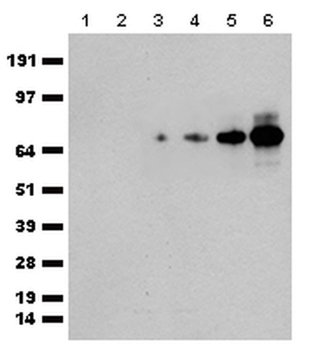 tdTomato Antibody in Western Blot (WB)