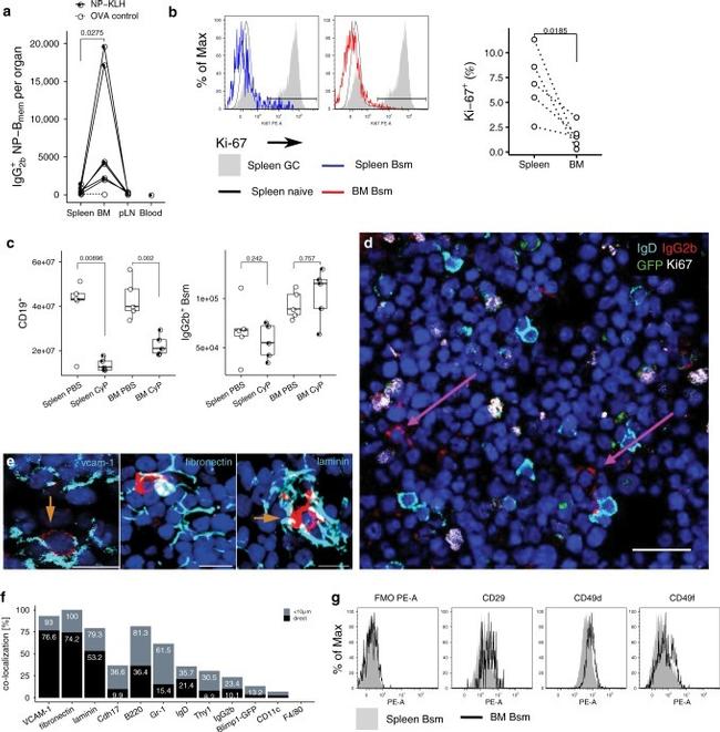 CD49f (Integrin alpha 6) Antibody in Flow Cytometry (Flow)