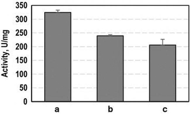 beta Galactosidase Antibody in ELISA (ELISA)