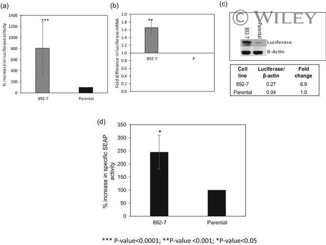 Red Firefly Luciferase Antibody in Western Blot (WB)