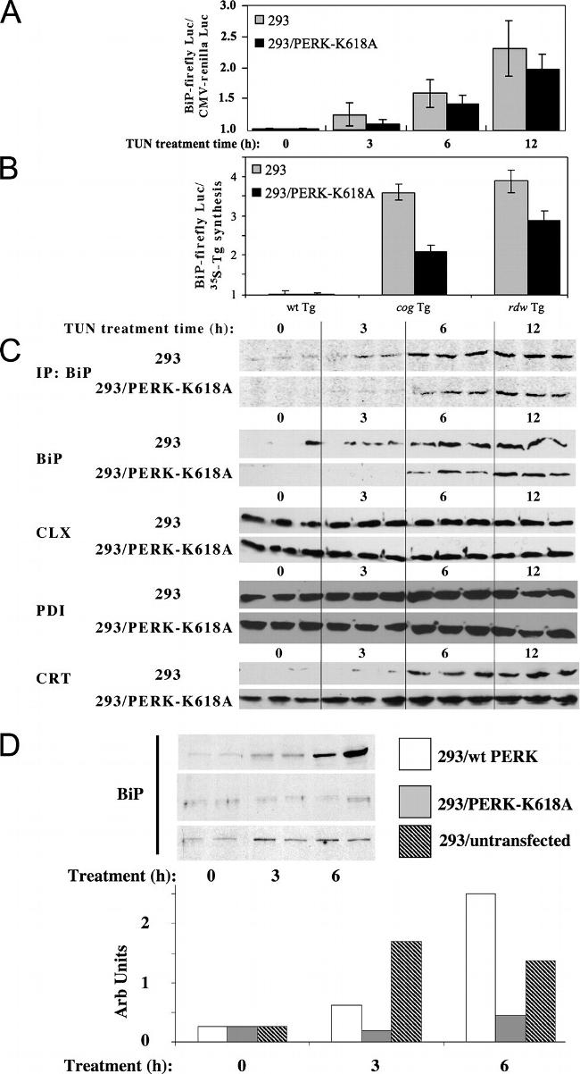 PDI Antibody in Western Blot (WB)