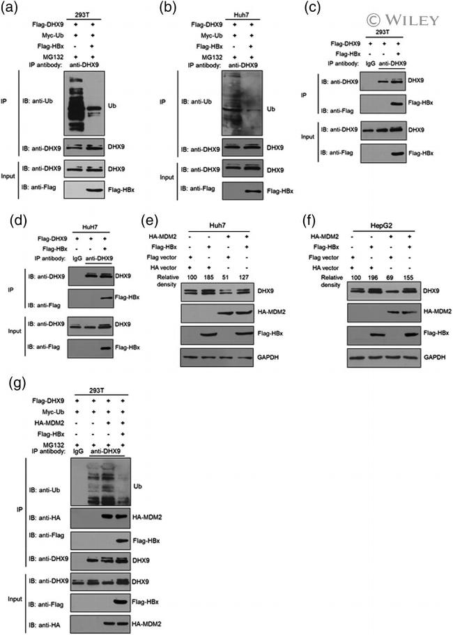 DYKDDDDK Tag Antibody in Western Blot (WB)