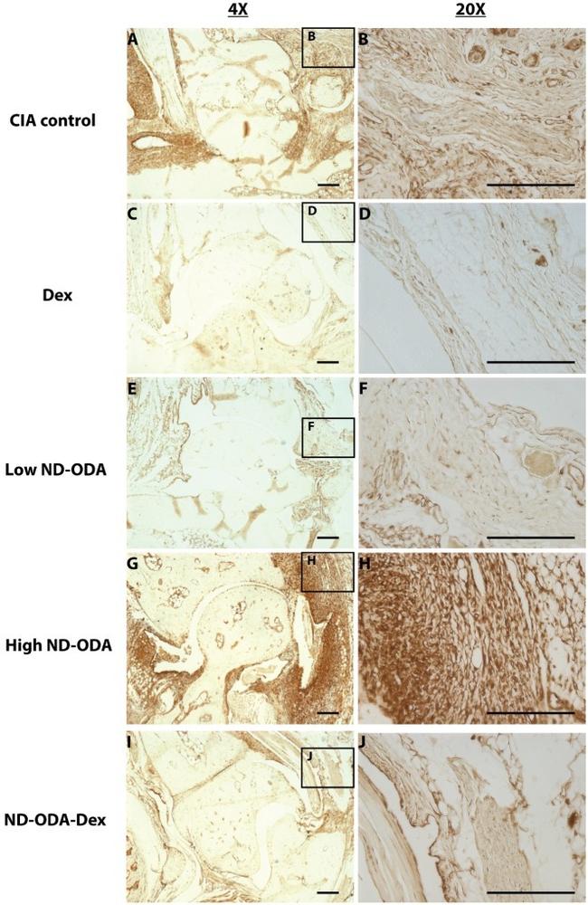 iNOS Antibody in Immunohistochemistry (IHC)