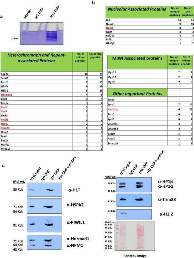 PIWIL1 Antibody in Western Blot (WB)