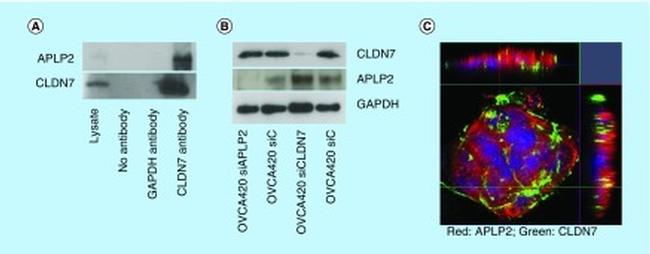 Claudin 7 Antibody in Western Blot, Immunocytochemistry, Immunoprecipitation (WB, ICC/IF, IP)